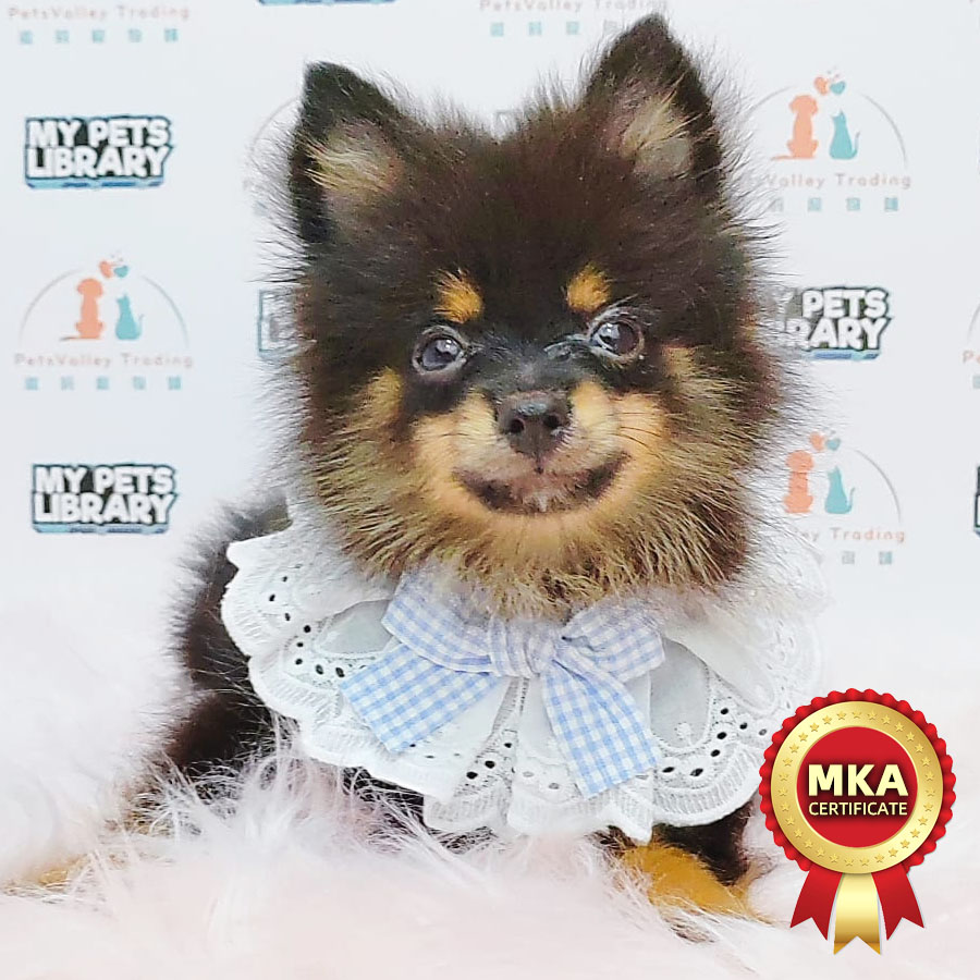 MKA Pomeranian Puppy (Male) For Sale