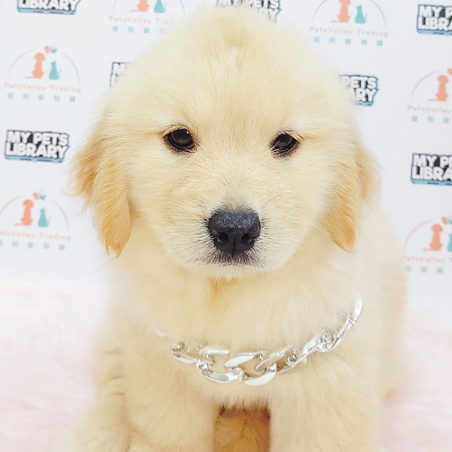 Golden Retriever Puppy (Male) For Sale
