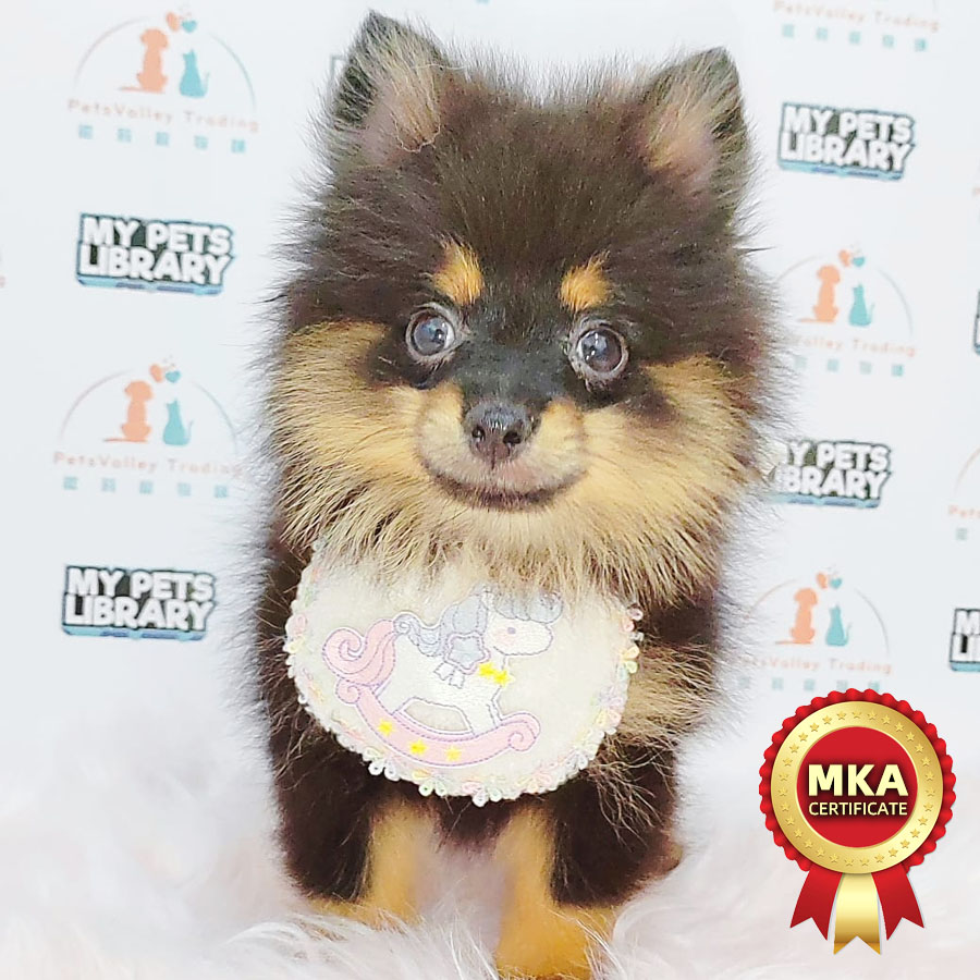 MKA Pomeranian Puppy (Female) For Sale