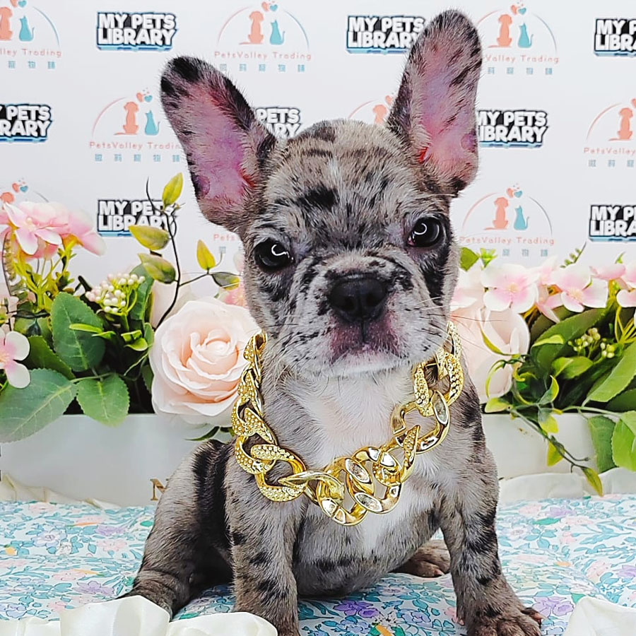 French Bulldog Puppy (Female) For Sale