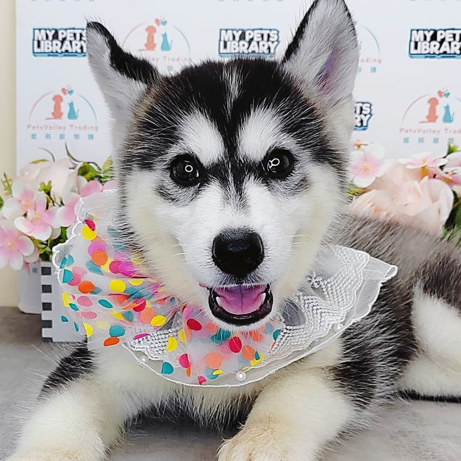 Wooly Husky Puppy (Female) For Sale