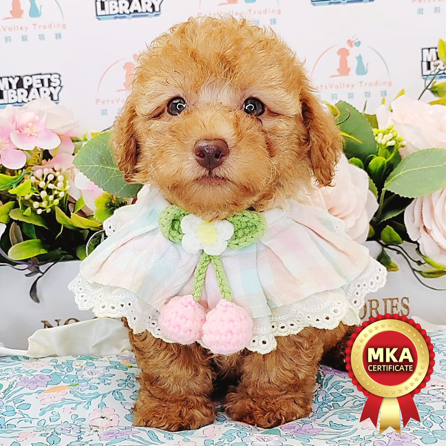 MKA Toy Poodle Puppy (Male) For Sale