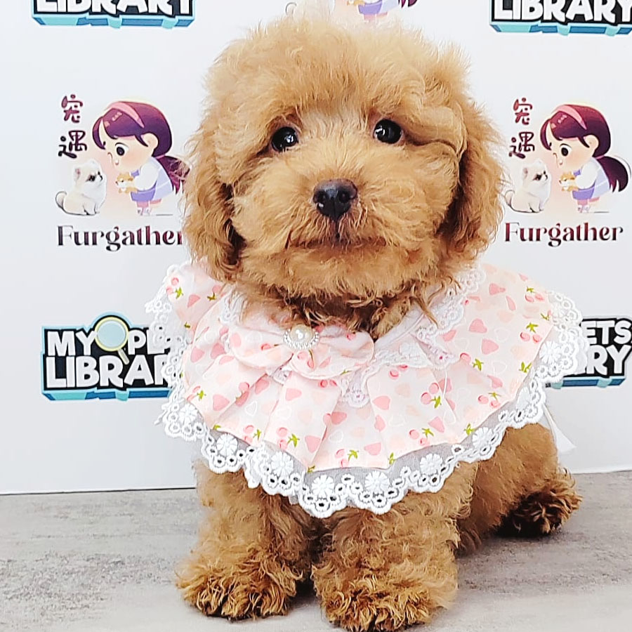 Toy Poodle Puppy (Male) For Sale