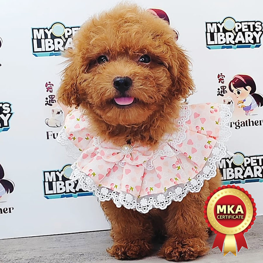 MKA Toy Poodle Puppy (Male) For Sale