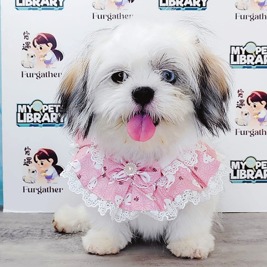 Shih Tzu Puppy (Female) For Sale