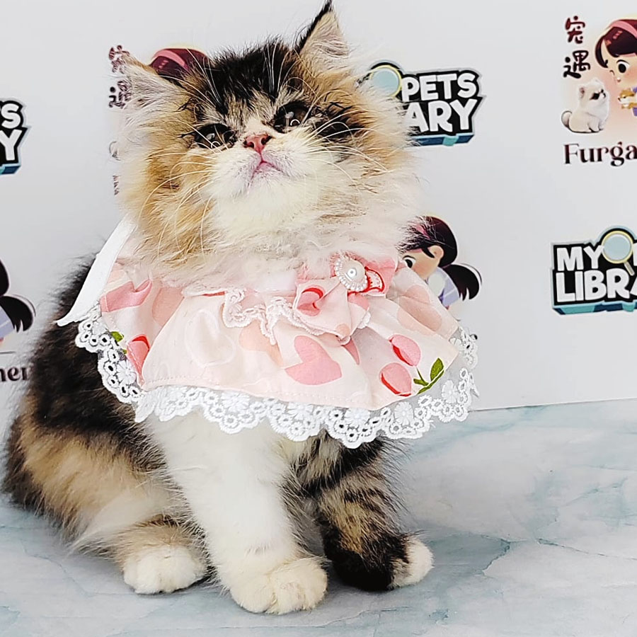 Minuet Napoleon Kitten (Female) For Sale