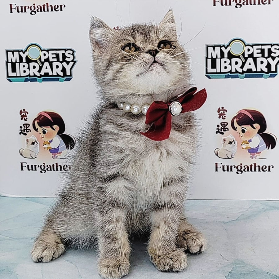 Munchkin British Shorthair Kitten (Male) For Sale