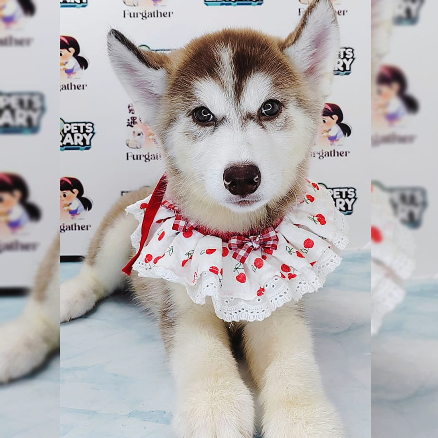 Wooly Husky Puppy (Female) For Sale