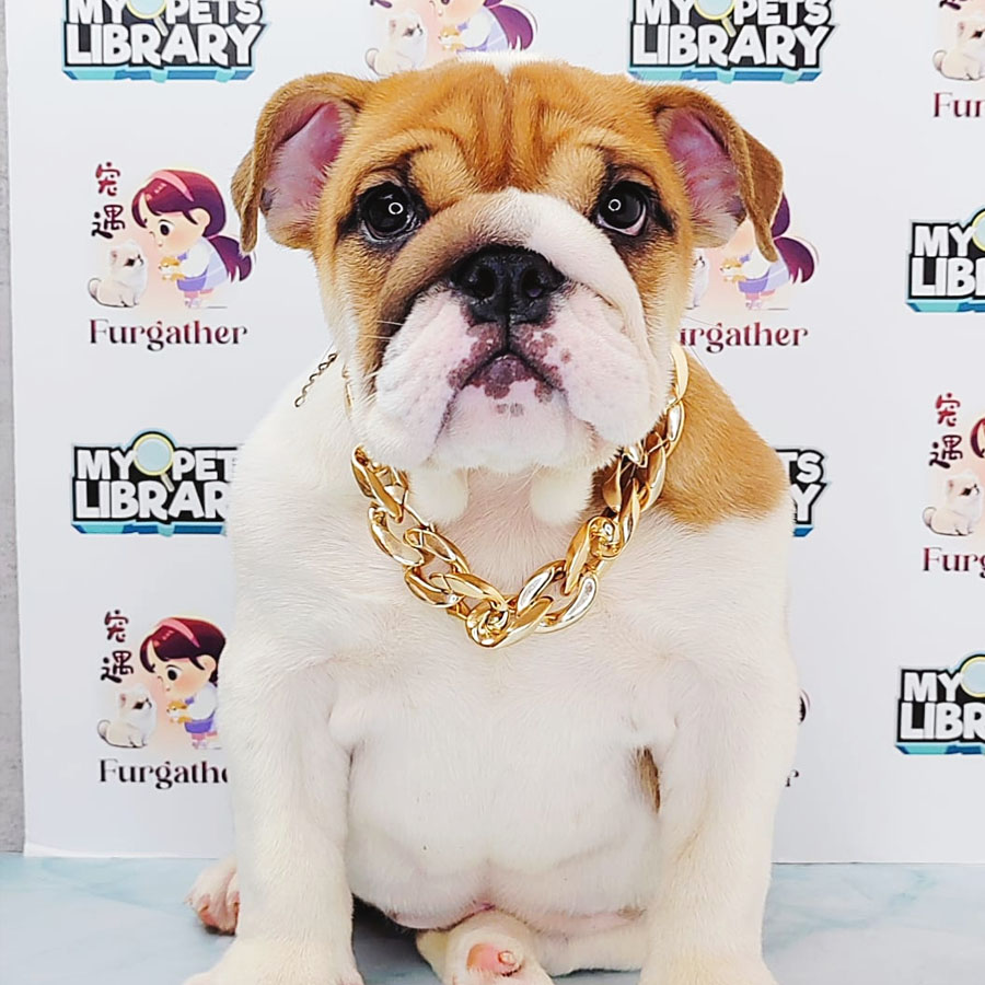 English Bulldog Puppy (Female) For Sale