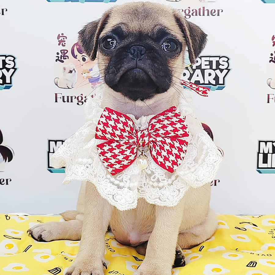 Pug Puppy (Female) For Sale