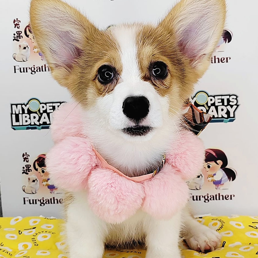 Welsh Corgi Puppy (Female) For Sale