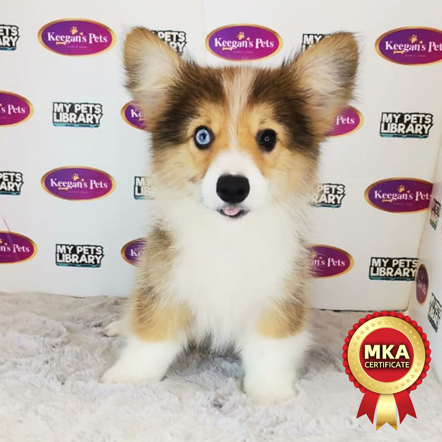 MKA Longcoat Welsh Corgi Puppy (Male) For Sale