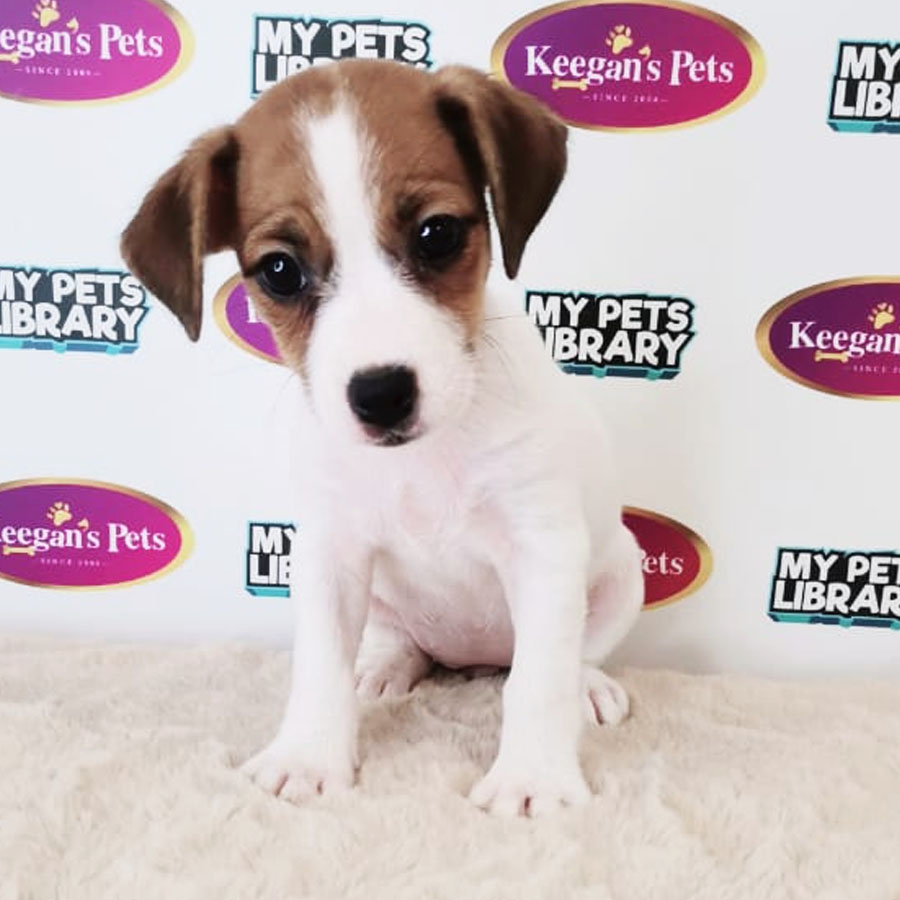 Jack Russell Puppy (Female) For Sale
