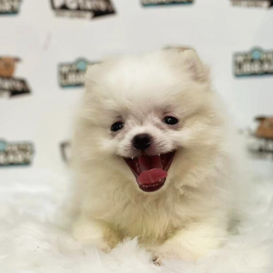 Pomeranian Puppy (Male) For Sale