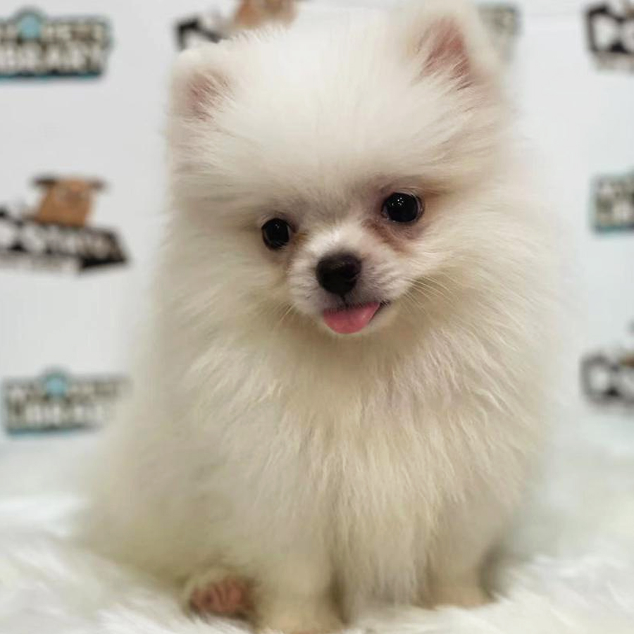 Pomeranian Puppy (Male) For Sale