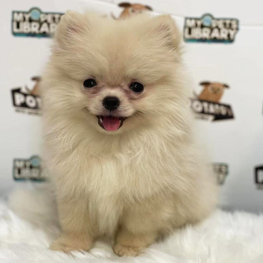 Pomeranian Puppy (Female) For Sale