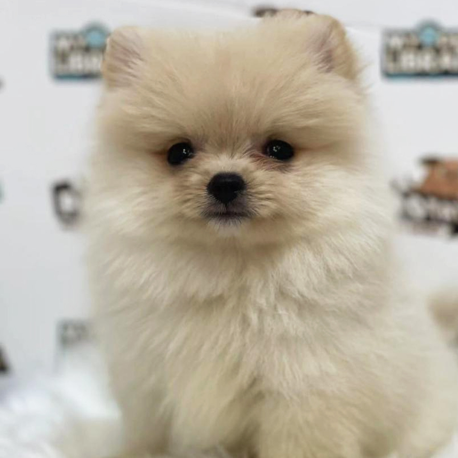 Pomeranian Puppy (Female) For Sale