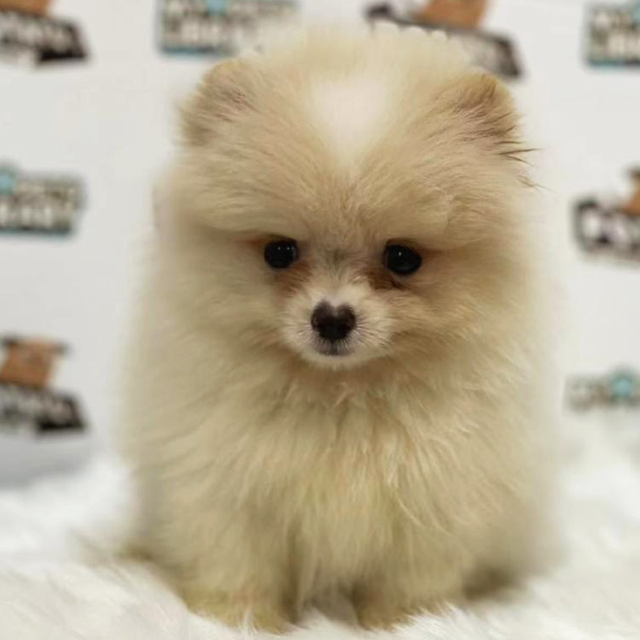 Pomeranian Puppy (Male) For Sale