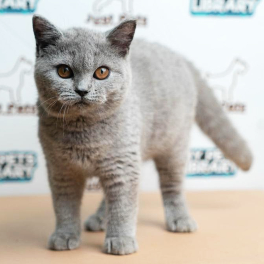 British Shorthair Kiiten (Female) For Sale