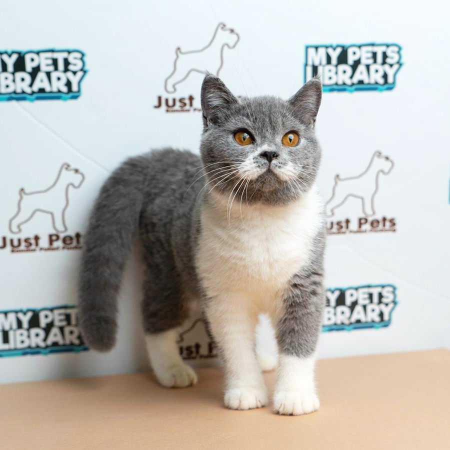 British Shorthair Kiiten (Female) For Sale