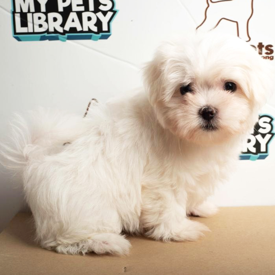 Maltese Puppy (Male) For Sale