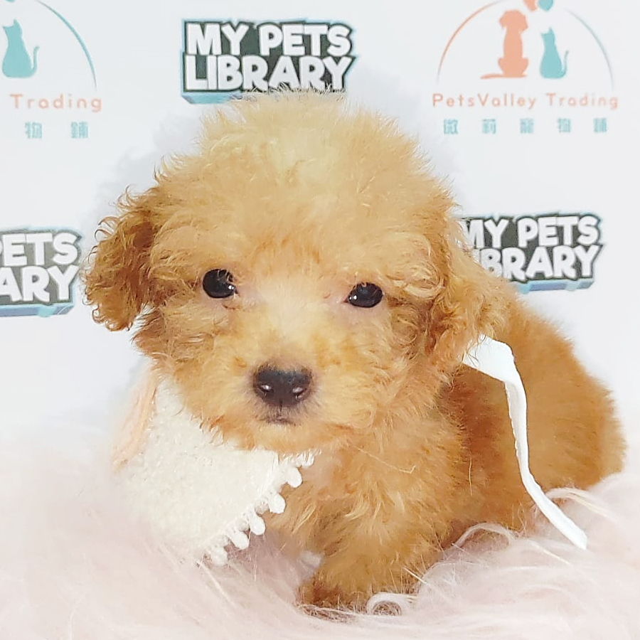 Teacup Poodle Puppy (Female) For Sale