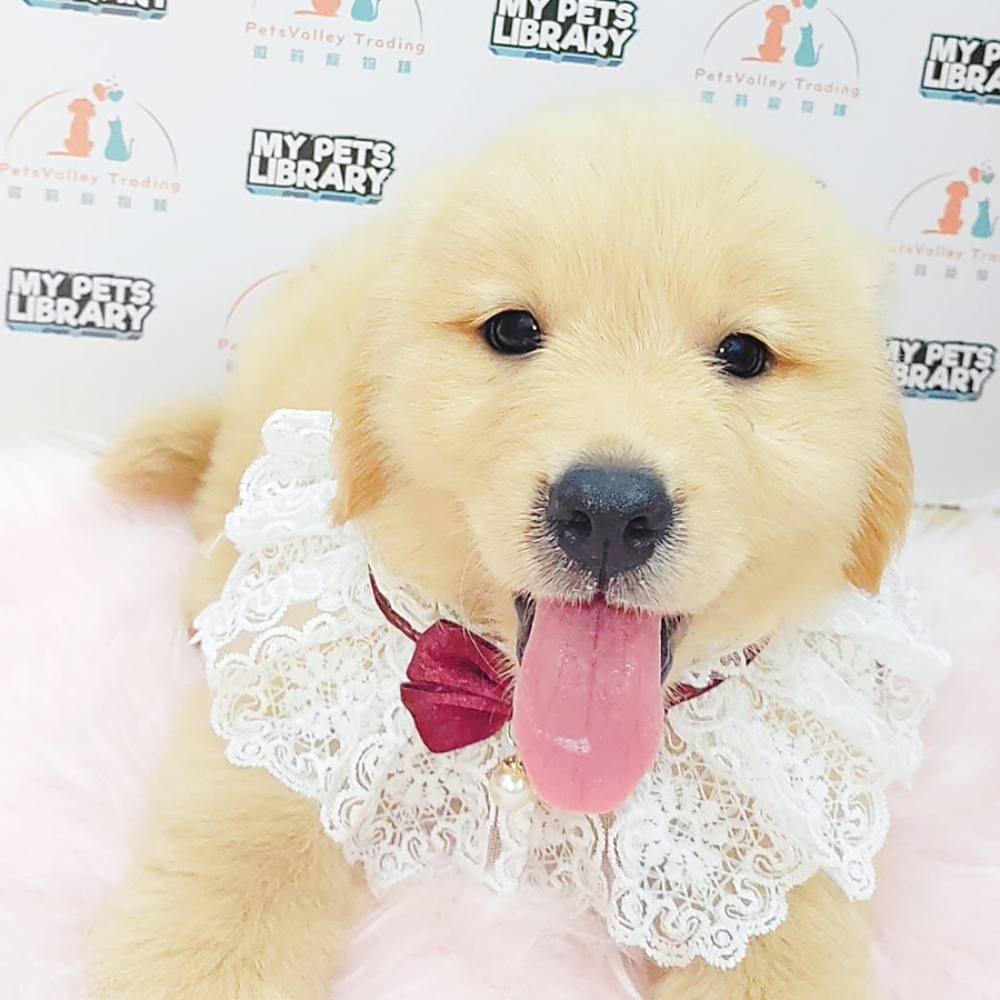 Golden Retriever Puppy (Male) For Sale
