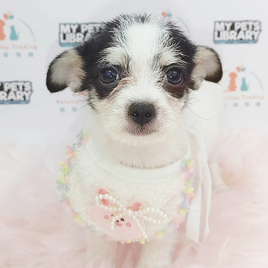 Longcoat Chihuahua Puppy (Female) For Sale