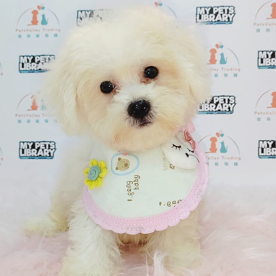 Bichon Frise Puppy (Male) For Sale