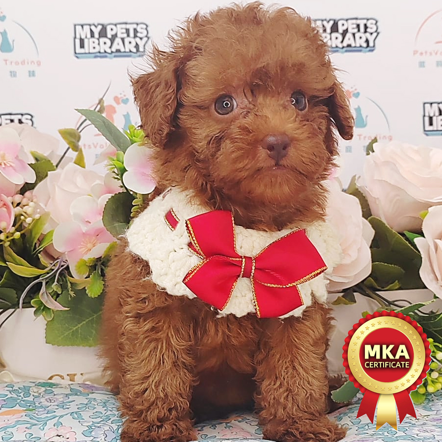 MKA Toy Poodle Puppy (Female) For Sale