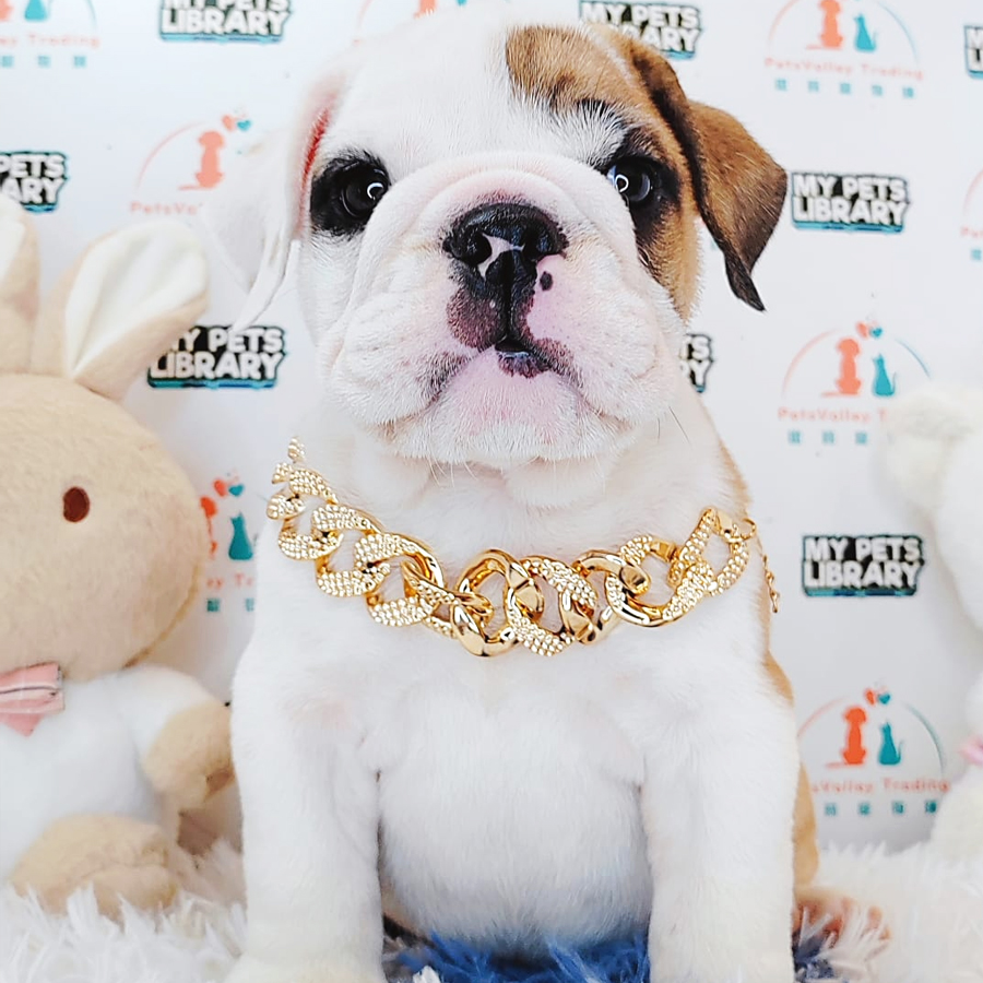 English Bulldog Puppy (Male) For Sale