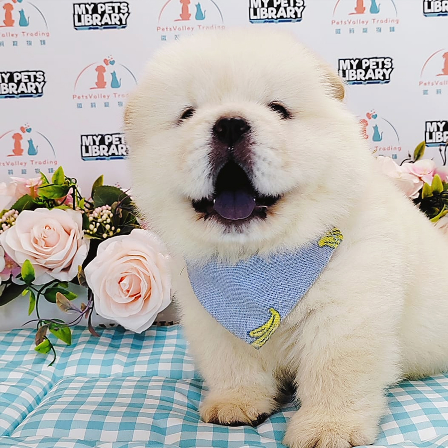 Chow Chow Puppy (Male) For Sale