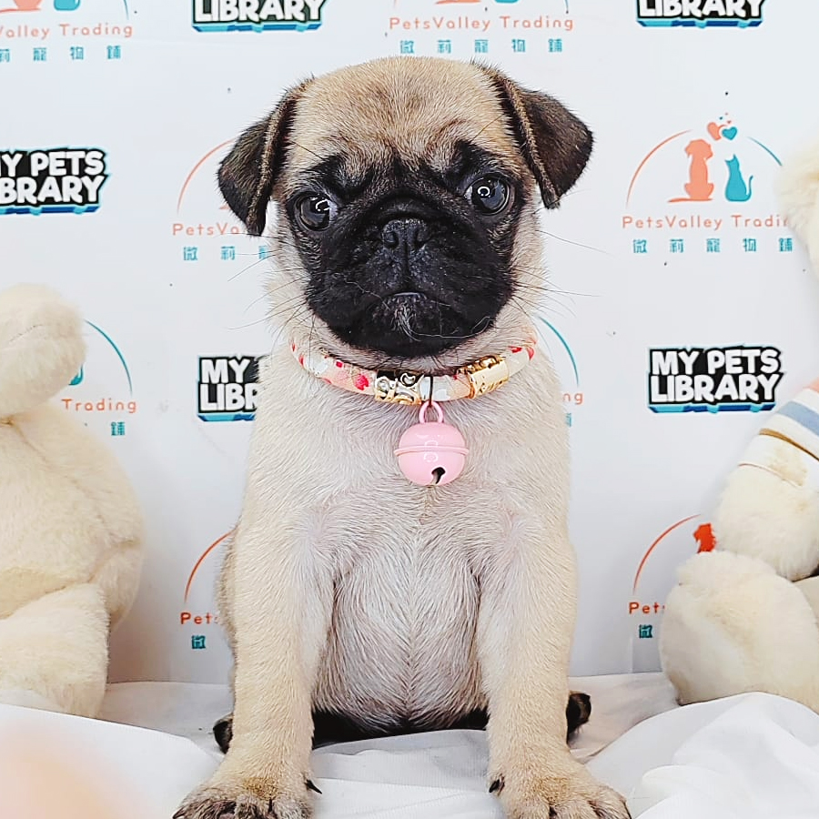 Pug Puppy (Female) For Sale