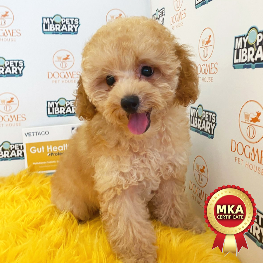 MKA Toy Poodle Puppy (Male) For Sale