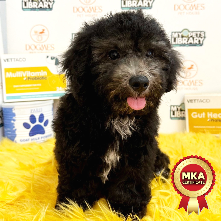MKA Toy Poodle Puppy (Male) For Sale