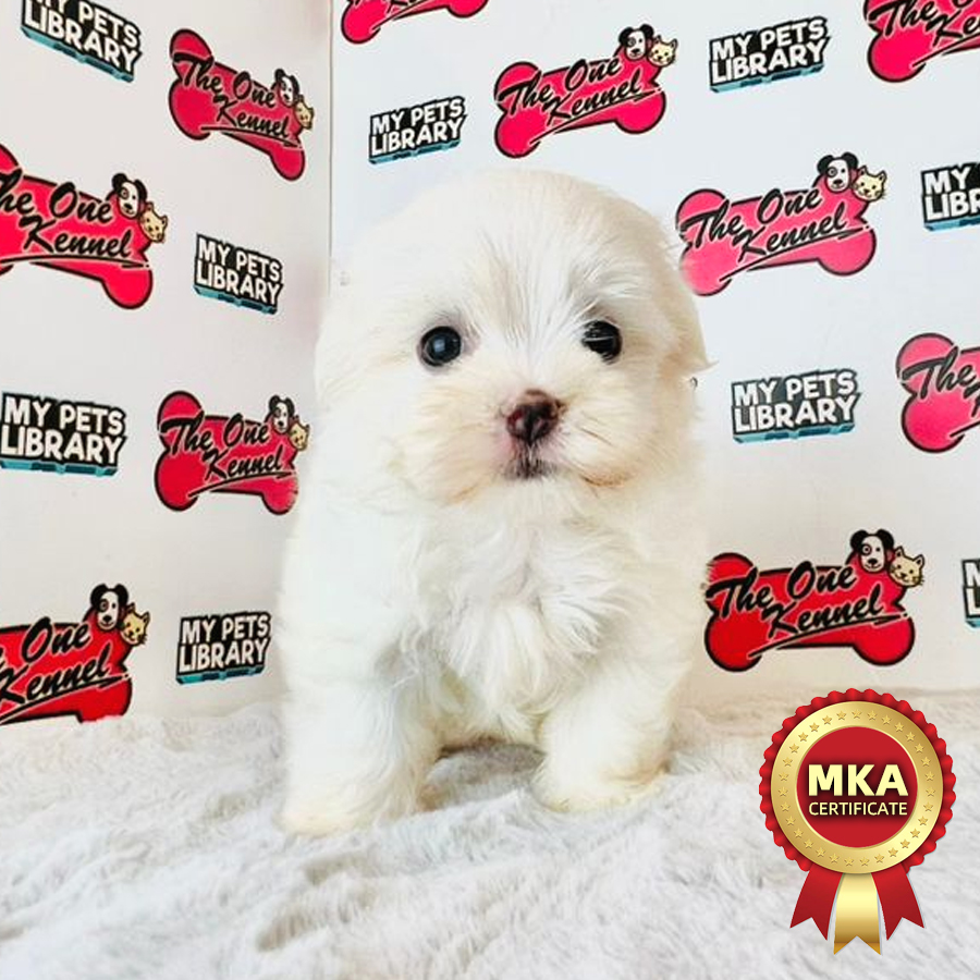 MKA Maltese Puppy (Female) For Sale