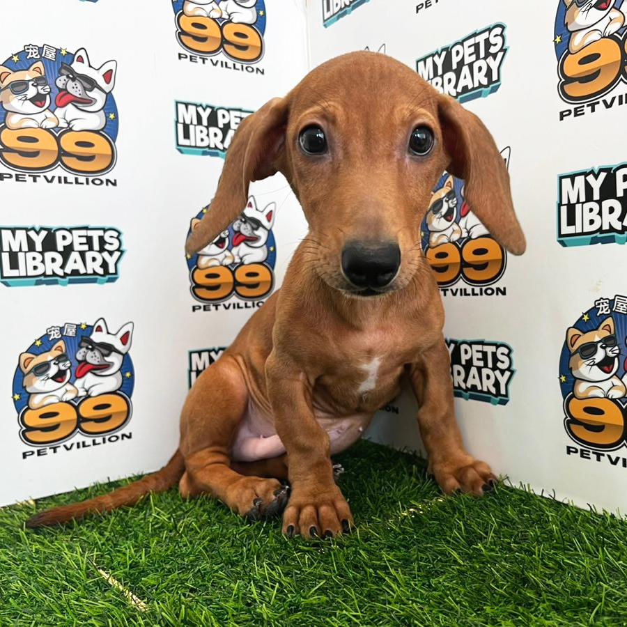 Miniature Dachshund Puppy (Male) For Sale