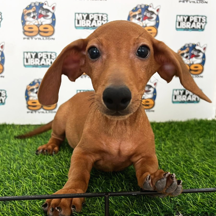 Miniature Dachshund Puppy (Male) For Sale