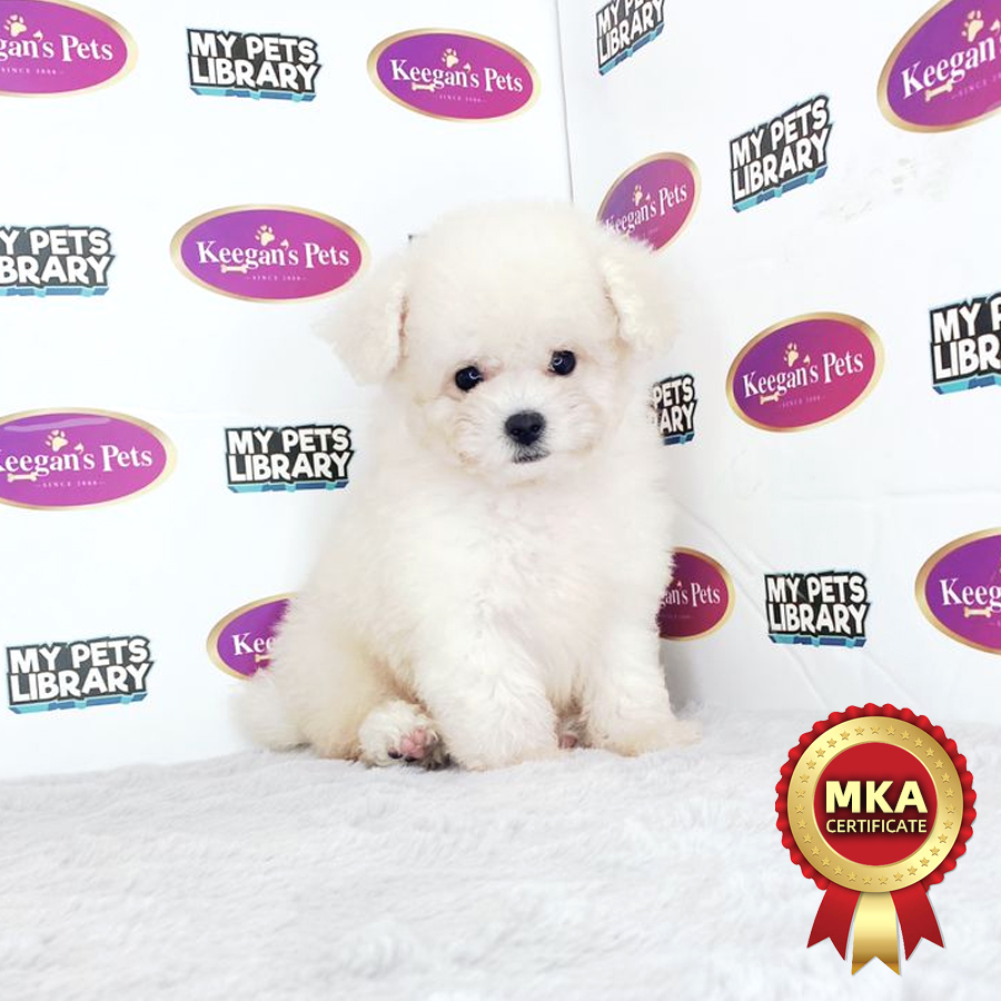 Tiny Poodle Puppy (Male) For Sale