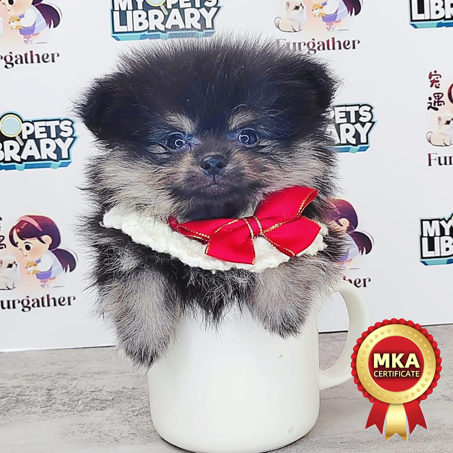 MKA Pomeranian Puppy (Male) For Sale
