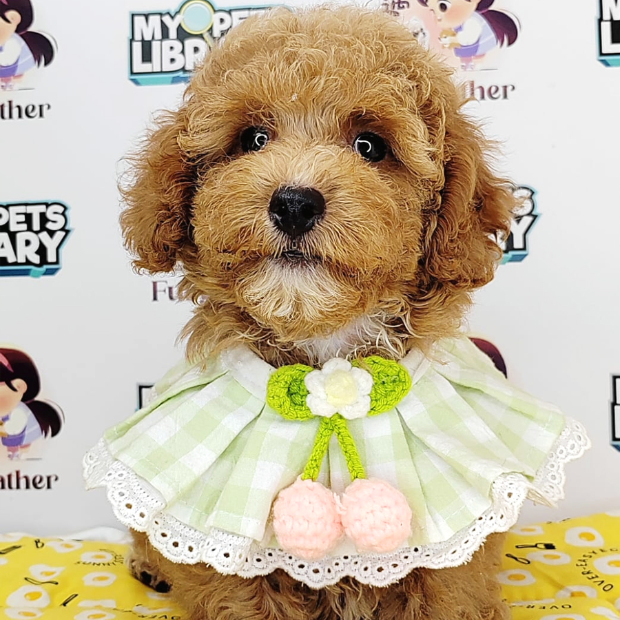 Toy Poodle Puppy (Male) For Sale