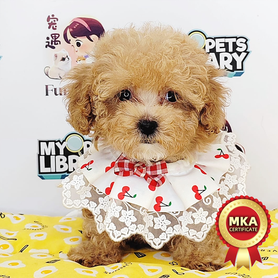 MKA Teacup Poodle Puppy (Female) For Sale
