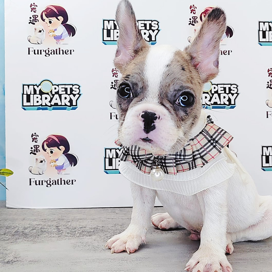 French Bulldog Puppy (Male) For Sale