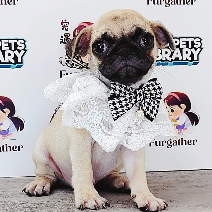 Pug Puppy (Female) For Sale