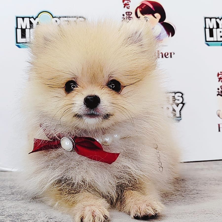 Tiny Pomeranian Puppy (Male) For Sale