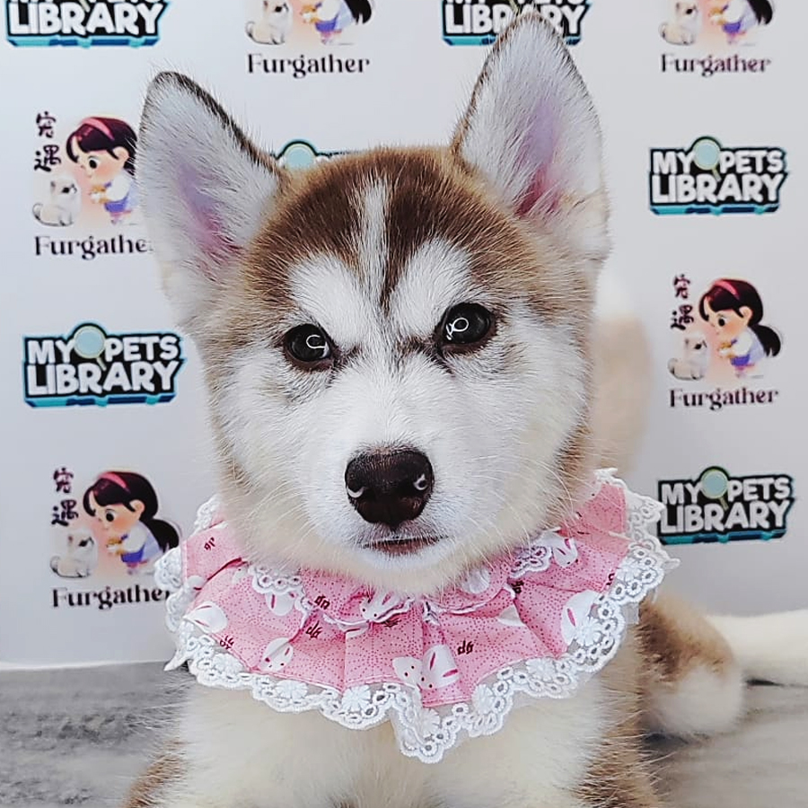 Wooly Husky Puppy (Female) For Sale