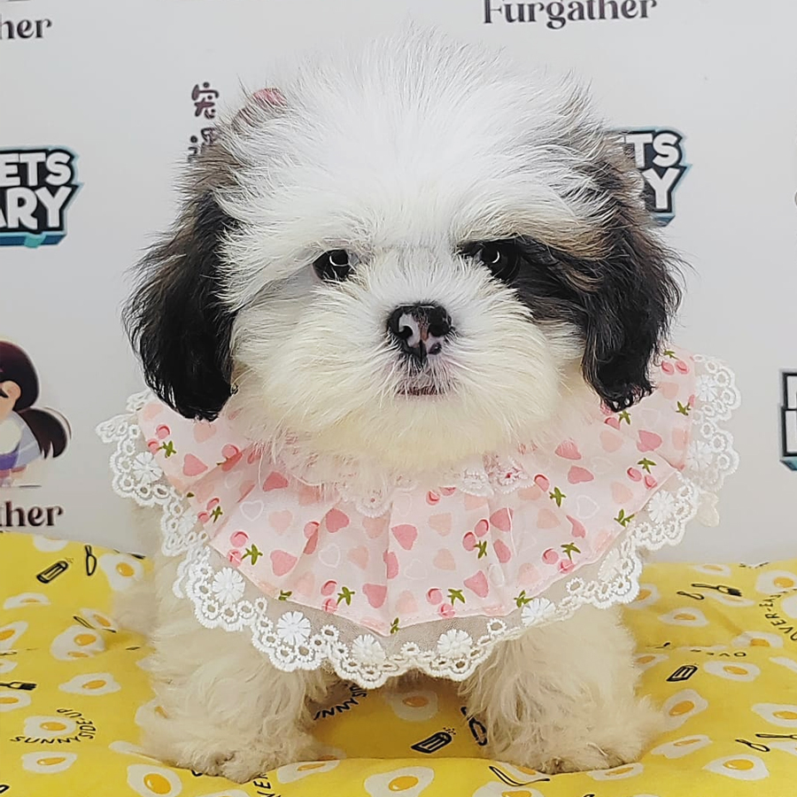 Shih Tzu Puppy (Male) For Sale