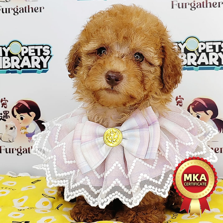 MKA Toy Poodle Puppy (Male) For Sale