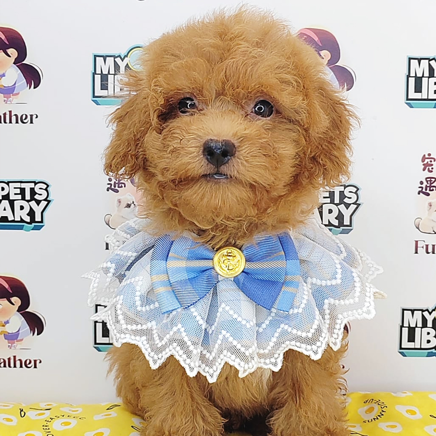 Toy Poodle Puppy (Male) For Sale