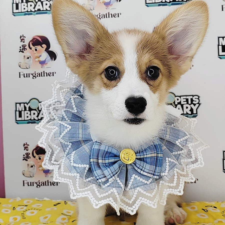 Welsh Corgi Puppy (Female) For Sale